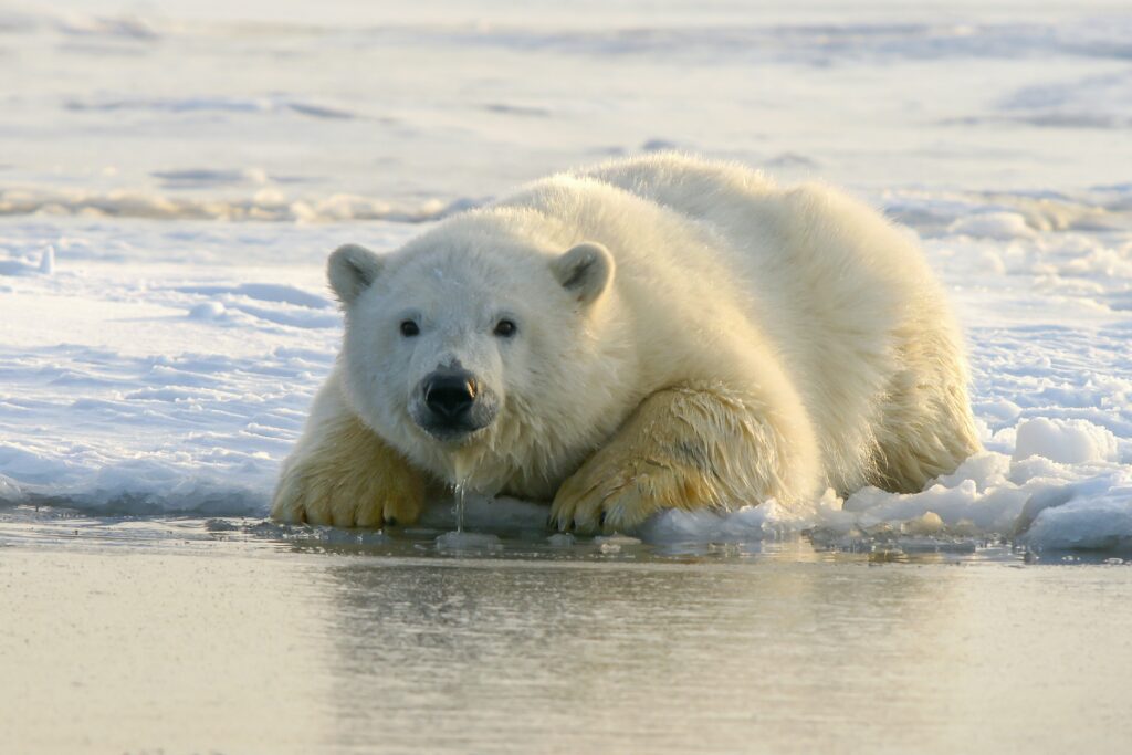 Mentre il ghiaccio alla deriva del Polo Nord rende difficile la sopravvivenza degli animali, ci sono volpi artiche e orsi polari che vivono sul ghiaccio. Foto di Hans Jurgen Mager, Unsplash.