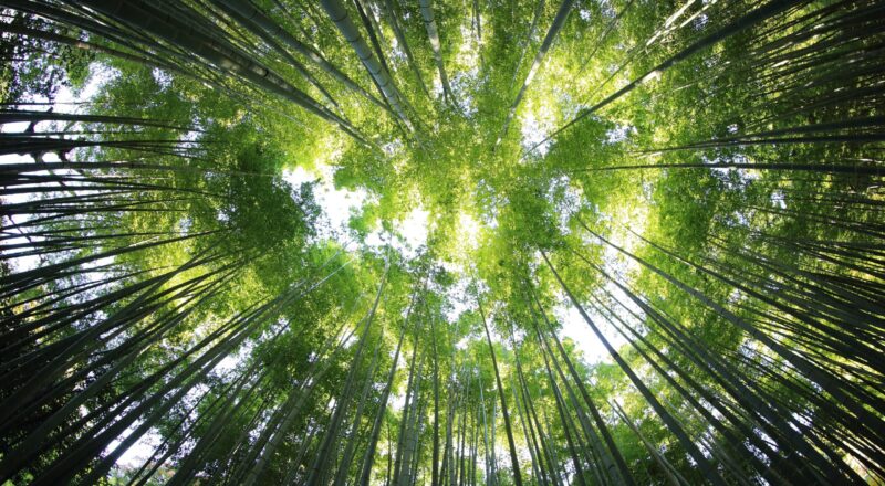 La foresta amazzonica è sempre più in pericolo - Foto di kazuend su Unsplash